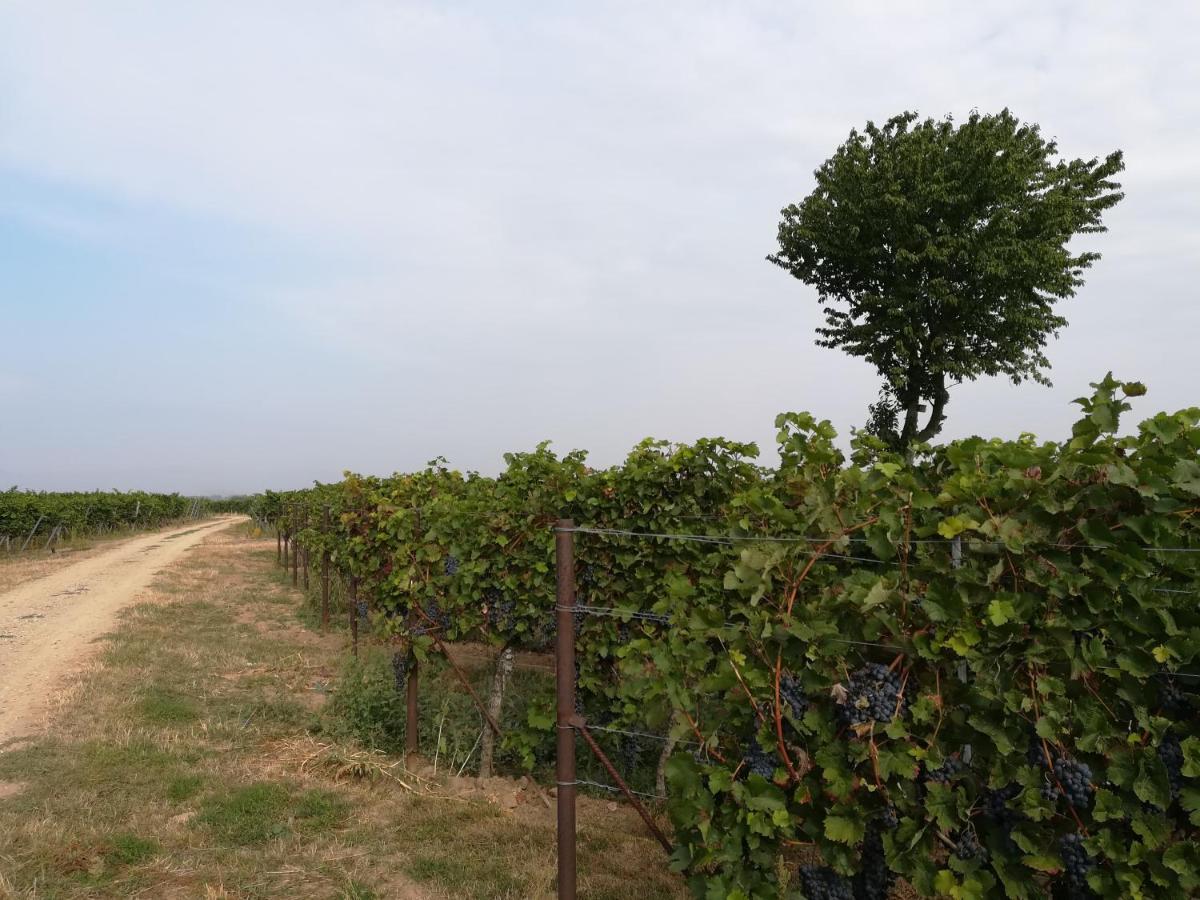 Ferienwohnung Suedpfalz Weingarten  Buitenkant foto