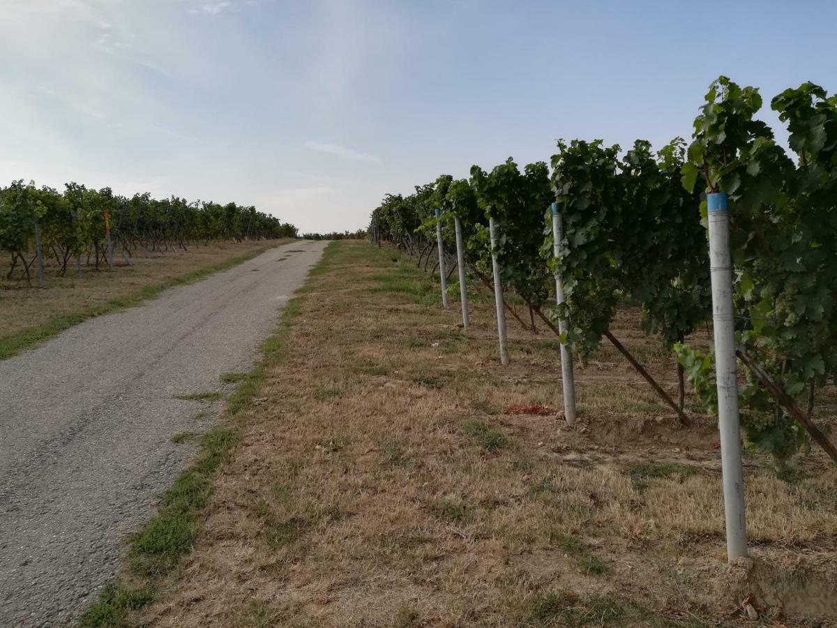 Ferienwohnung Suedpfalz Weingarten  Buitenkant foto