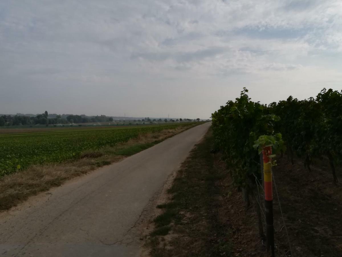 Ferienwohnung Suedpfalz Weingarten  Buitenkant foto
